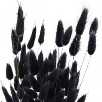 Article Herbe queue de lièvre Lagurus séchée noire 60 cm 50 g