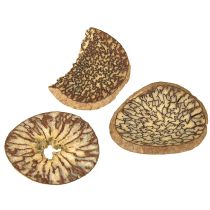 Article Rondelles de bois décoratives en forme de fruits d'arbres, naturelles, à monter soi-même, certifiées FSC, 1-3,5 cm, 300 g