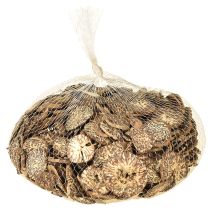 Article Rondelles de bois décoratives en forme de fruits d'arbres, naturelles, à monter soi-même, certifiées FSC, 1-3,5 cm, 300 g