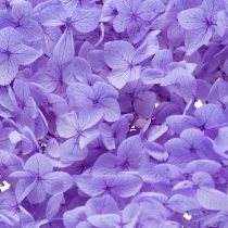 Article Fleur d'hortensia séchée pour une décoration intérieure élégante, 80 cm