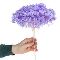 Article Fleur d'hortensia séchée pour une décoration intérieure élégante, 80 cm