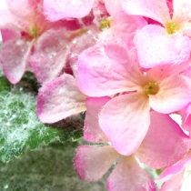 Hortensia rose avec effet de neige 25cm