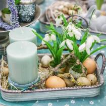 Article Oeufs de poule bruns 10 pcs