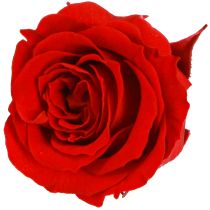 Article Infinity Roses Vraies Fleurs Mini Têtes de Roses Rouge Ø3cm 16 pcs