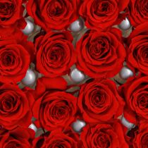 Article Infinity Roses Vraies Fleurs Mini Têtes de Roses Rouge Ø3cm 16 pcs