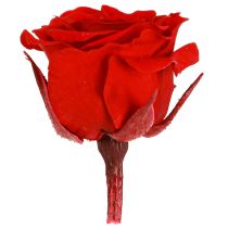 Article Petites roses éternelles Fleurs stabilisées Rouge Ø3cm 16pcs