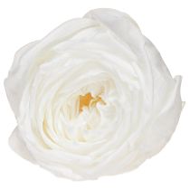 Article Infinity Roses Véritables Têtes de Roses Conservées Blanches Ø6cm 6 pcs