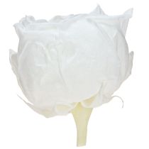 Article Infinity Roses Véritables Têtes de Roses Conservées Blanches Ø6cm 6 pcs
