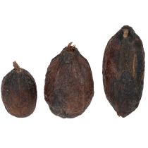 Article Fruits de cacao, naturels, 10-18 cm, 15 pièces