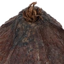 Article Fruits de cacao, naturels, 10-18 cm, 15 pièces