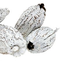 Article Cabosses de cacao blanchies à la chaux 15 pcs