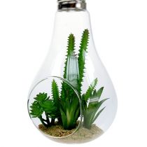 Cactus dans verre à suspedre 21cm