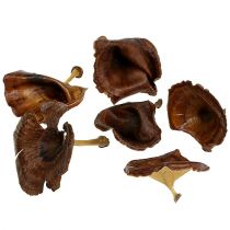 Article Kalix Champignon Naturel Laqué 100 pcs