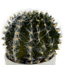 Cactus vert en pot 14 cm
