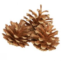 Article Pommes de pin Pin sylvestre Pinus sylvestris H3–5cm 1kg