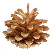 Article Pommes de pin Pin sylvestre Pinus sylvestris H3–5cm 1kg