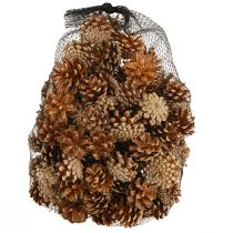 Article Cônes de pin sylvestre (Pinus sylvestris) H3–5cm 1kg