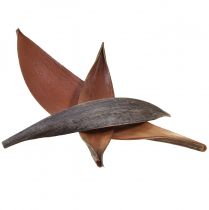 Coquilles de noix de coco, feuilles de noix de coco séchées naturelles 22cm - 42cm 25 pièces