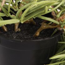 Article Plante succulente artificielle suspendue en pot noir 60 cm - Décoration d&#39;intérieur durable