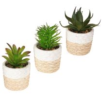 Article Plantes succulentes artificielles dans un pot en céramique 12,5 cm 3 pièces