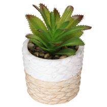 Article Plantes succulentes artificielles dans un pot en céramique 12,5 cm 3 pièces