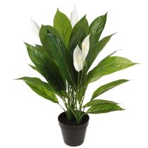 Article Plante artificielle en pot à une seule feuille, lys de la paix, vert blanc, 55 cm