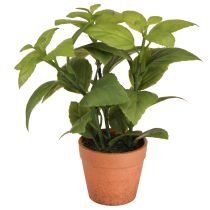 Article Basilic artificiel en pot Pot d&#39;herbes aromatiques Plante artificielle 22 cm 2 pièces