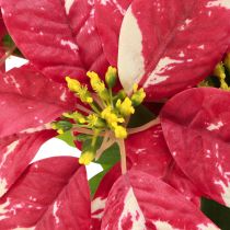 Article Etoile de Noël artificielle rouge crème L35cm 6pcs 2 bouquet