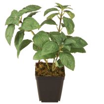 Article Basilic Artificiel en Pot Herbes en Vert H22cm