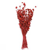 Article Amarante globuleuse (Gomphrena globosa), rouge, séchée, 45 cm, 100 g