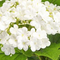 Article Fleurs Artificielles Snowball Viburnum Artificielle Blanche 60cm 4 Pcs