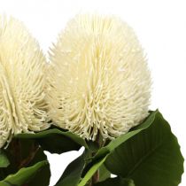 Fleurs artificielles, Banksia, Proteaceae Blanc crème L58cm H6cm 3pcs
