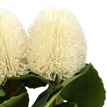 Article Fleurs artificielles, Banksia, Proteaceae Blanc crème L58cm H6cm 3pcs