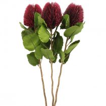 Fleurs artificielles, Banksia, Proteaceae Rouge vin L58cm H6cm