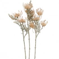 Fleurs Artificielles, Fleur en Coussinet, Leucospermum, Proteaceae Blanc Lavé L58cm 3pcs