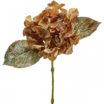 Hortensia artificiel séché Drylook décoration automne L33cm