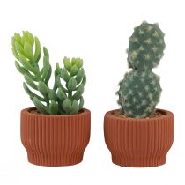 Article Plantes Artificielles Cactus Succulent Plante Verte Artificielle 14.5/15.5cm 2pcs