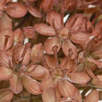Article Branche artificielle décoration d&#39;automne branche de fleur marron rouge 45cm 2 pièces