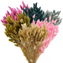 Article Herbe de queue de lièvre séchée Lagurus colorée 65-70 cm 100 g