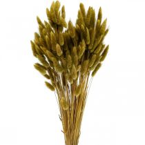 Lagurus Queue de Lapin Séchée Herbe Olive 65-70cm 100g
