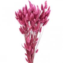 Lagurus Queue de Lapin Séchée Herbe Violet 65-70cm 100g