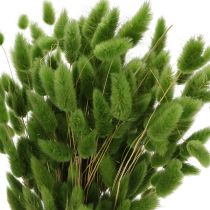 Article Lagurus séché (Queue de lièvre) 65-70 cm 75 g