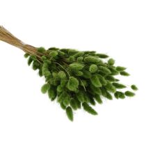 Article Lagurus séché (Queue de lièvre) 65-70 cm 75 g
