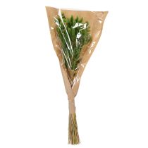 Article Lagurus séché (Queue de lièvre) 65-70 cm 75 g
