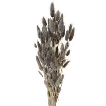 Article Lagurus Herbe de queue de lièvre séchée Gris 45-55cm 50g
