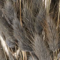 Article Lagurus Herbe de queue de lièvre séchée Gris 45-55cm 50g