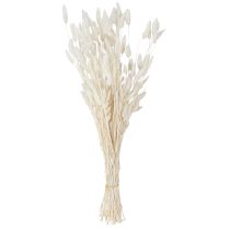 Article Fleurs séchées Lagure ovale Gros-minet Crème 55-70cm 100g
