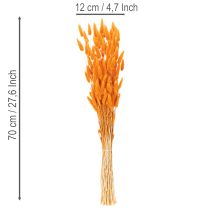 Article Lagurus, bouquet d'herbe veloutée séchée, 70 cm, 100 g