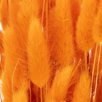 Article Lagurus, bouquet d'herbe veloutée séchée, 70 cm, 100 g
