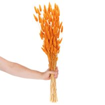 Article Lagurus, bouquet d'herbe veloutée séchée, 70 cm, 100 g